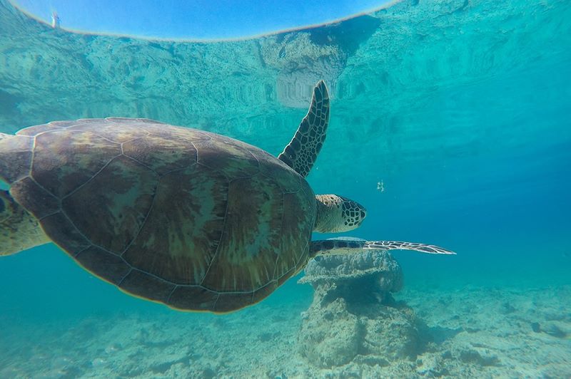 Tortue - Nouvelle-Calédonie