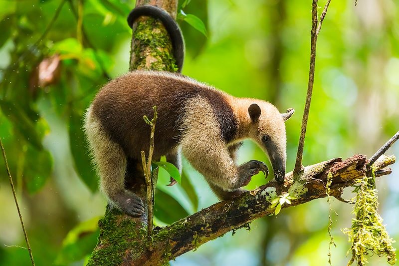 Tamandua - Parc national de Tortuguero - Costa Rica