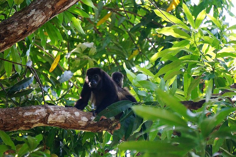 Singes dans les arbres - Maderas - Ile d'Ometepe - Nicaragua 