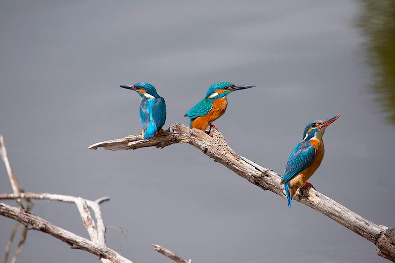 Martin-pêcheur d'Europe - Parc national Weerribben-Wieden - Pays-Bas