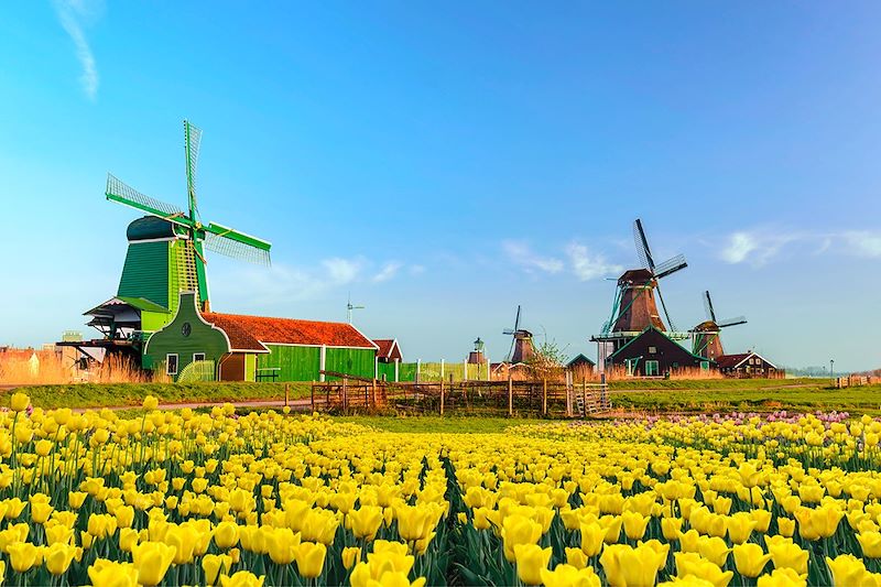 Champs de tulipes près de Zaanse Schans - Hollande-Septentrionale - Pays-Bas