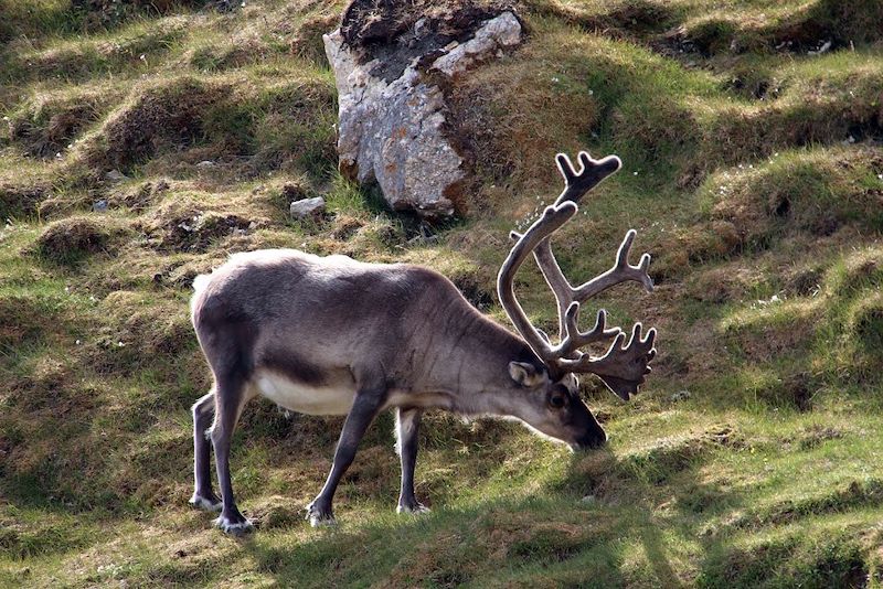 Renne - Spitzberg - Norvège