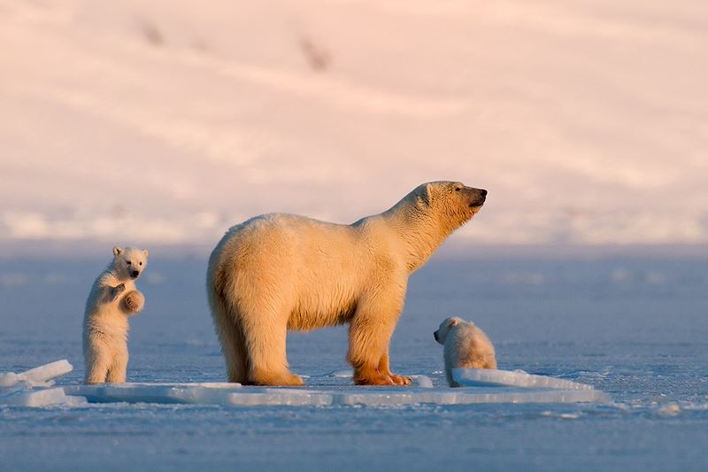 Ours polaires - Svalbard - Norvège