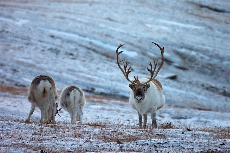 Rennes - Svalbard - Norvège