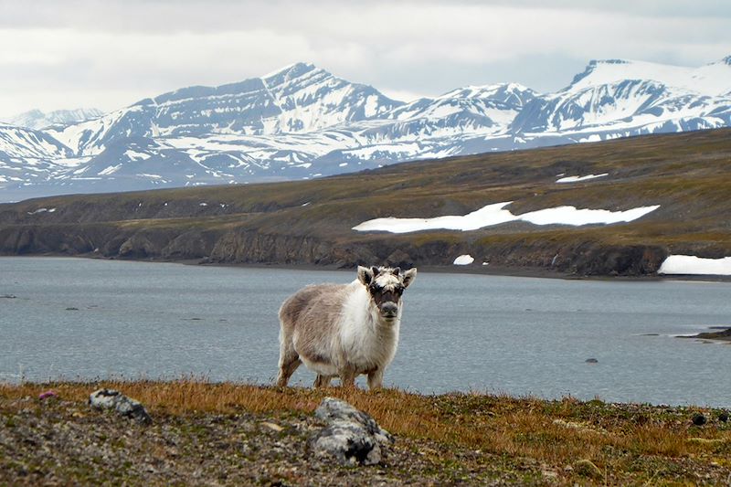 Renne - Svalbard - Norvège