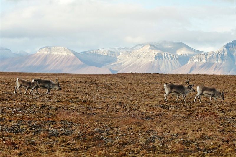 Au coeur des terres polaires du Svalbard