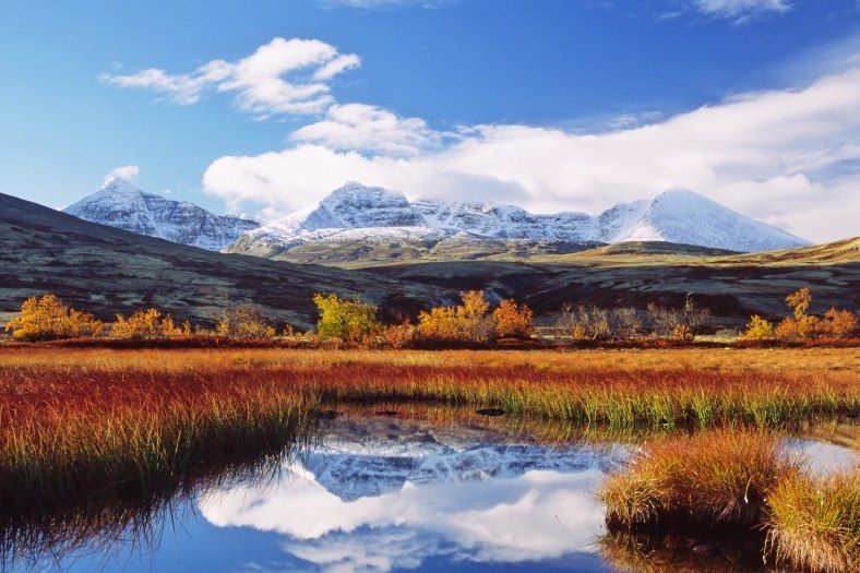 Les boeufs musqués du Dovrefjell