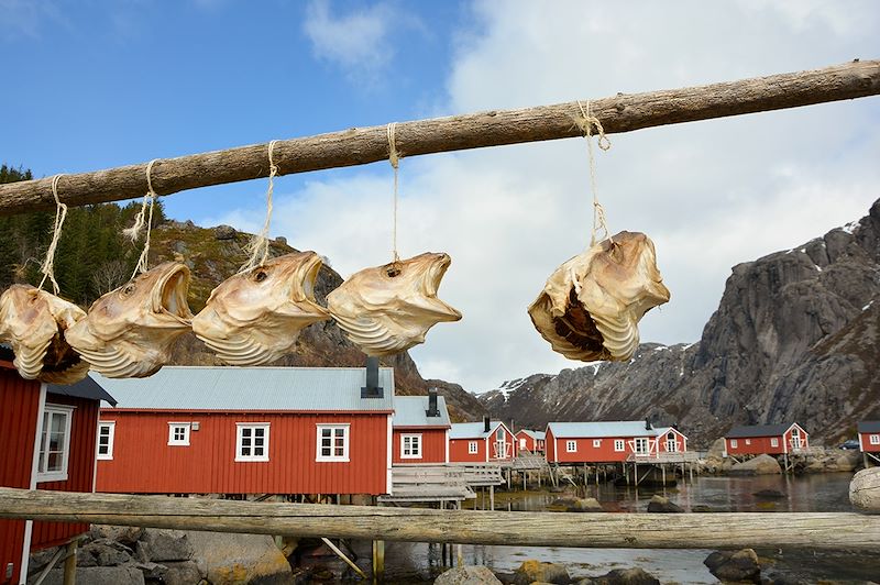 Séchoirs à morue - Nusfjord - Flakstadøya - Îles Lofoten - Norvège