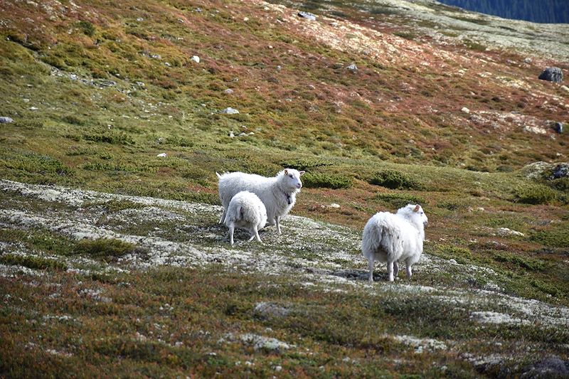 Moutons sur le Mont Tron - Norvège