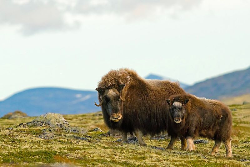 Les boeufs musqués du Dovrefjell