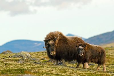 voyage Les boeufs musqués du Dovrefjell