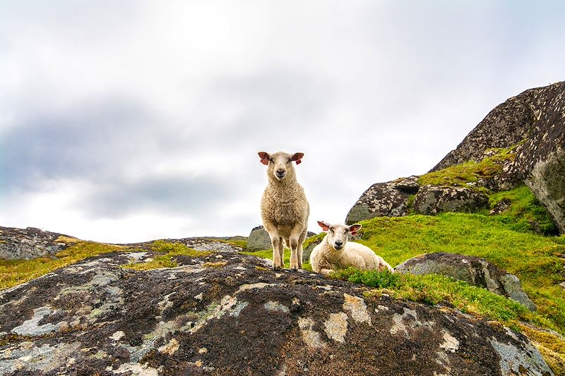 Escapade nature aux Lofoten