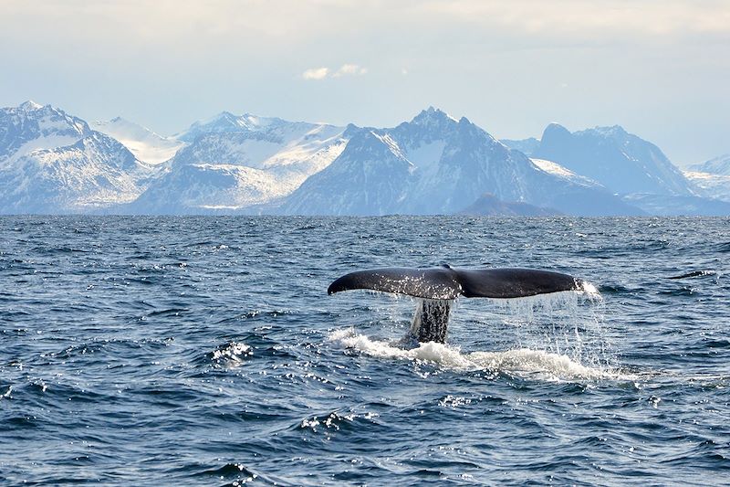 Baleine - Île Andøya - Archipel de Vesterålen - Norvège