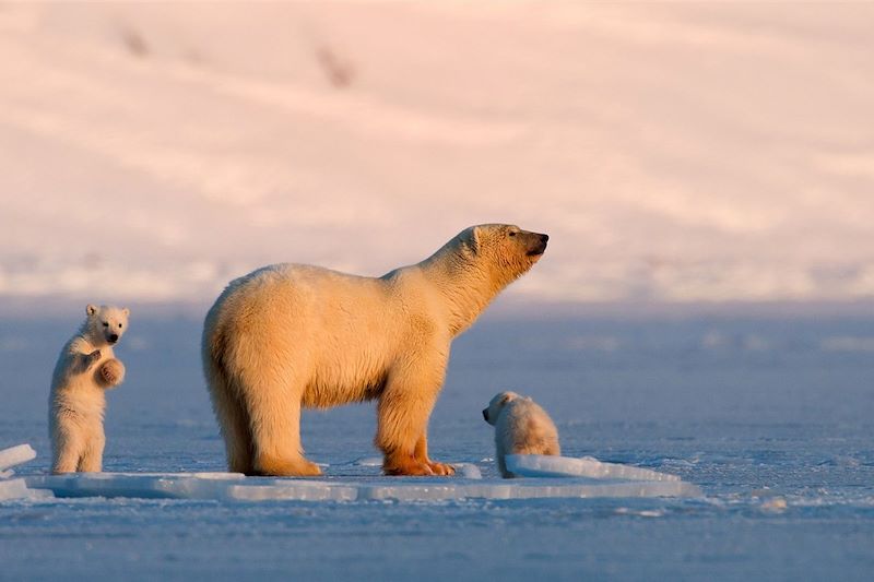 Ours polaires - Spitzberg - Norvège