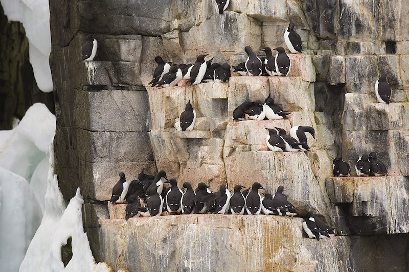 Guillemot - Spitzberg - Norvège