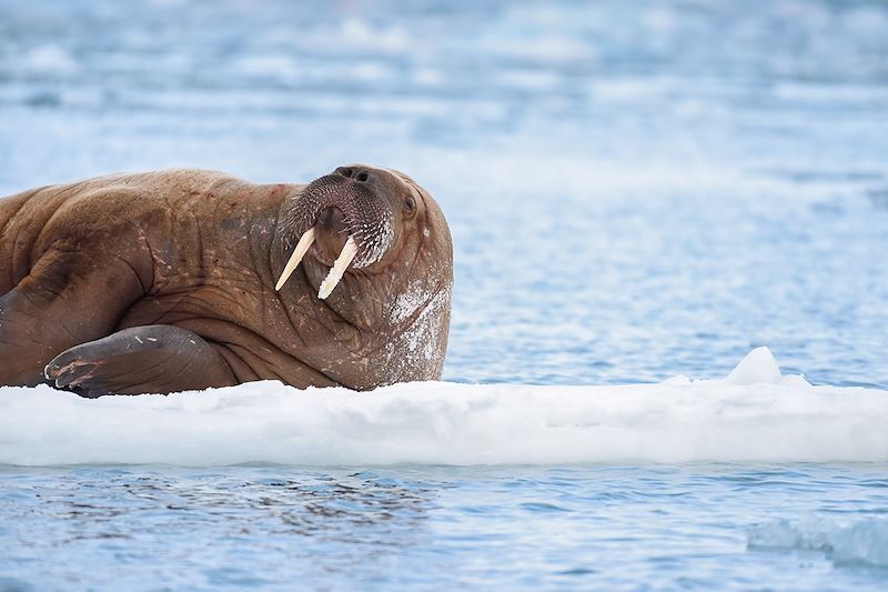 Morse - Svalbard - Norvège