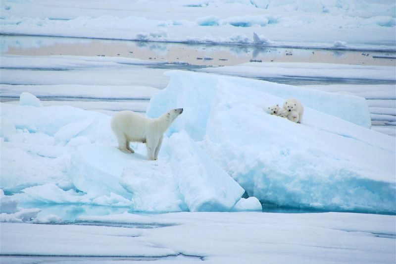 Ours blanc - Spitzberg - Svalbard - Norvège