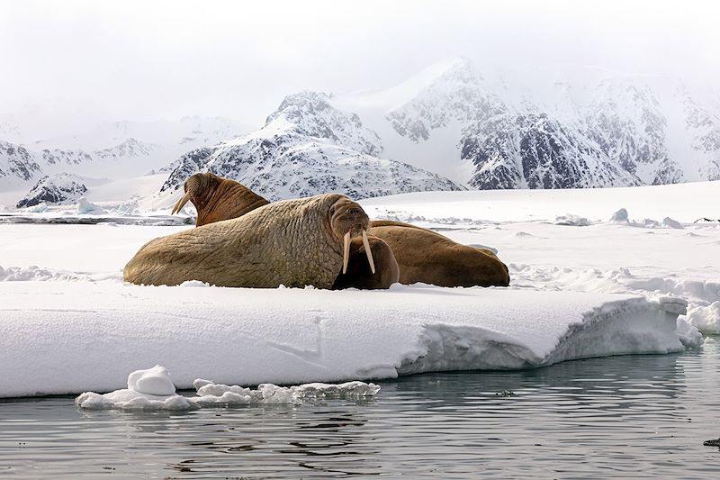 Aux confins du Svalbard