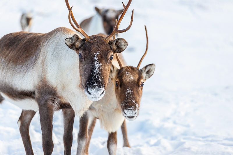 L'aventure boréale : la chasse aux lumières 