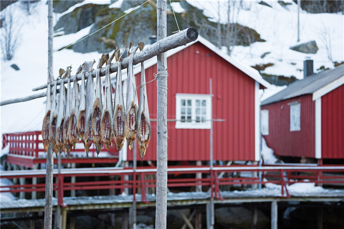 Séchage du poisson - Nusfjord - Archipel des îles Lofoten - Norvège