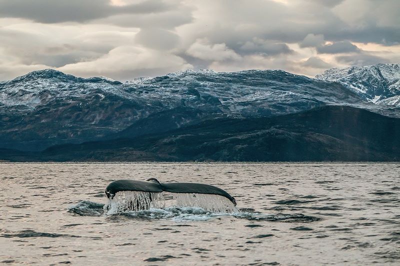 Baleine dans le Nord de la Norvège