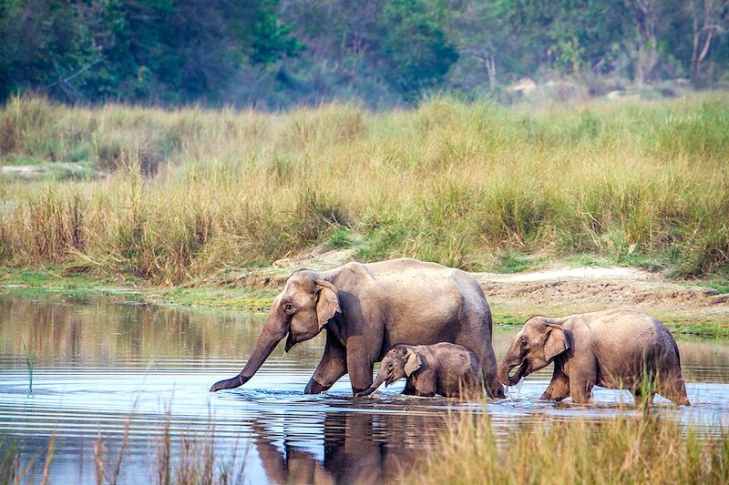 Éléphant et éléphanteau dans le Parc national - Népal