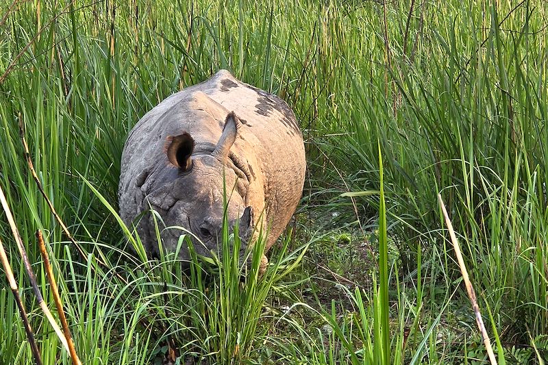 Rhinocéros dans le Parc national du Chitwan - Népal