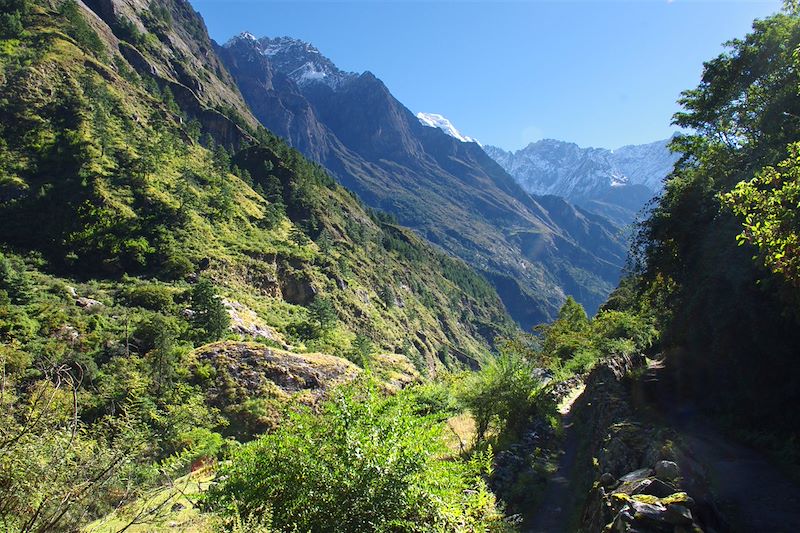 Forêt aux abords de Namrung - Autour du Manaslu - Népal