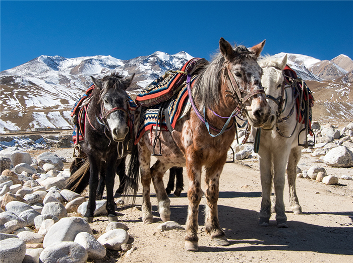 Chevaux dans l'Himalaya - Népal