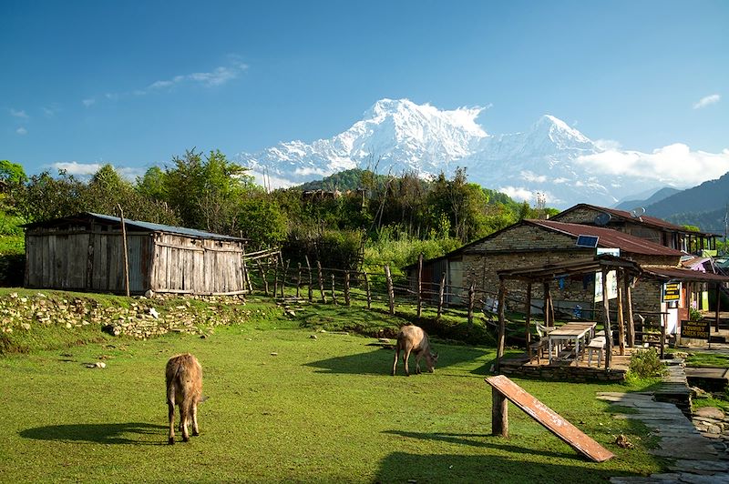 Village de Pothana - Népal