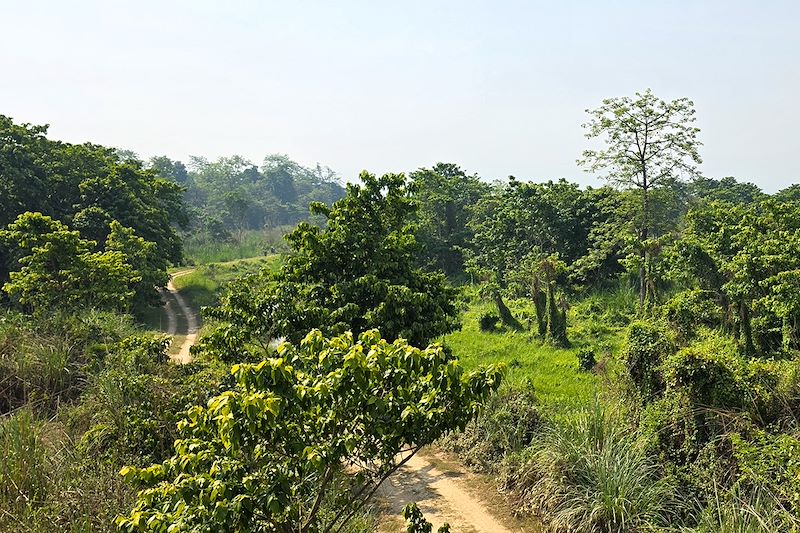 Parc national du Chitwan - Népal