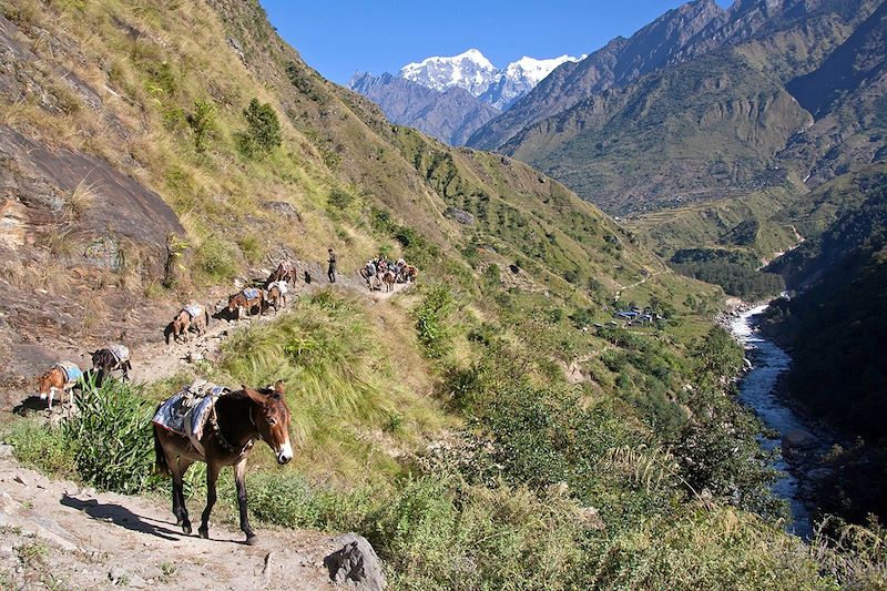 Trek autour du Manaslu