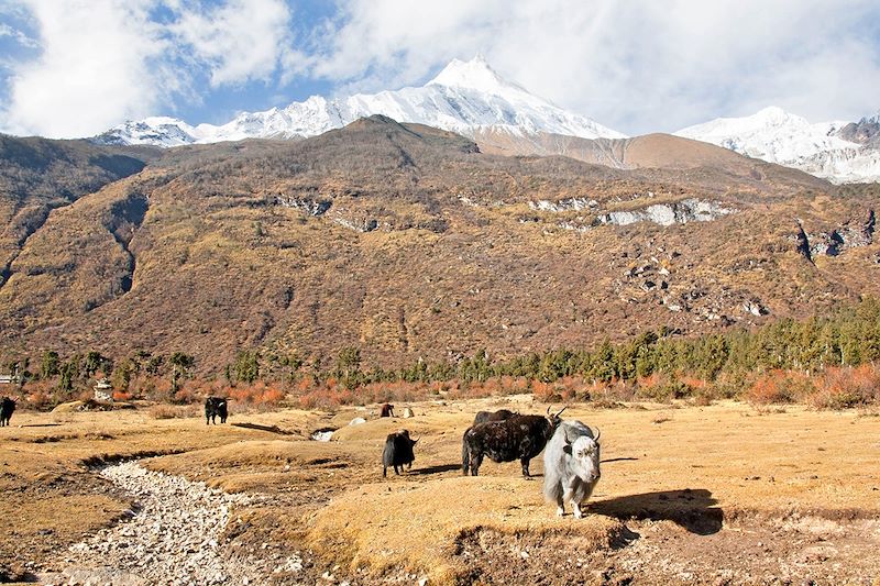 Trek autour du Manaslu