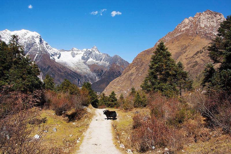 Trek de Lho au glacier Pungen-Samagau autour du Manaslu - Népal