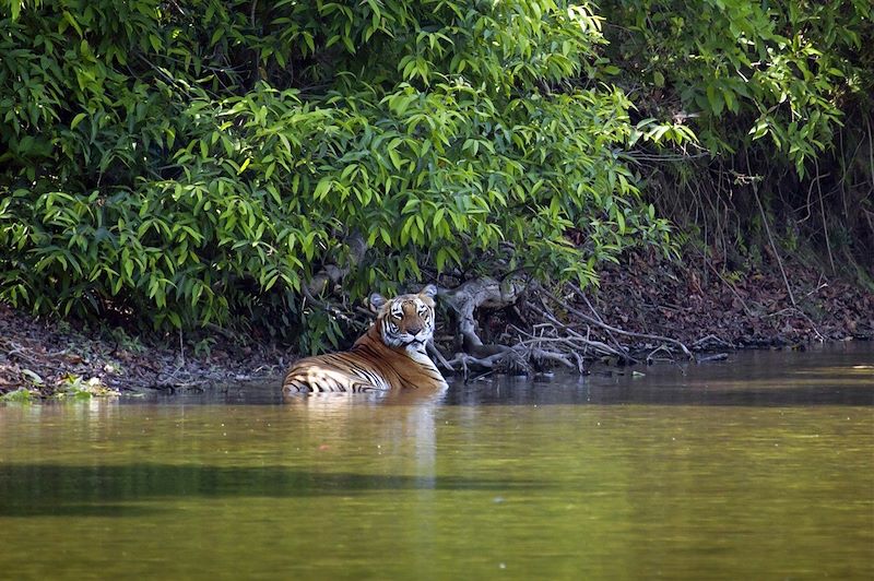 Tigre du Bengale - Népal