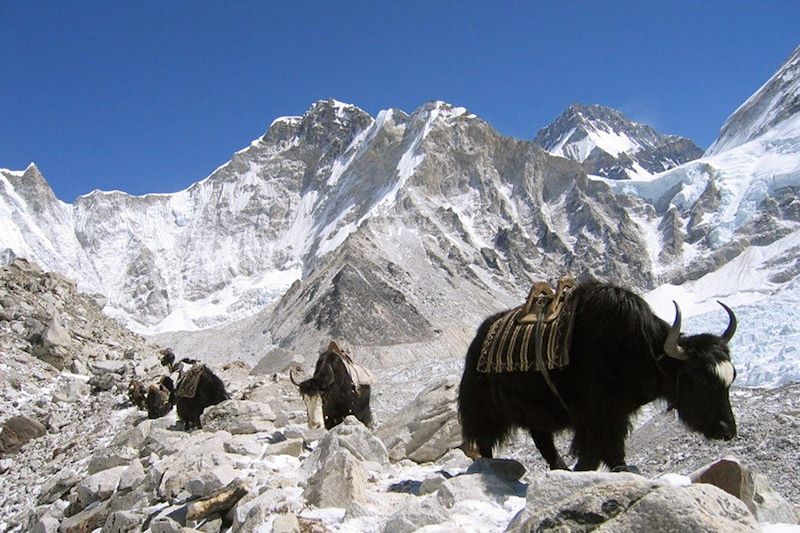 Descente des yacks dans la vallée du Khumbu - Népal