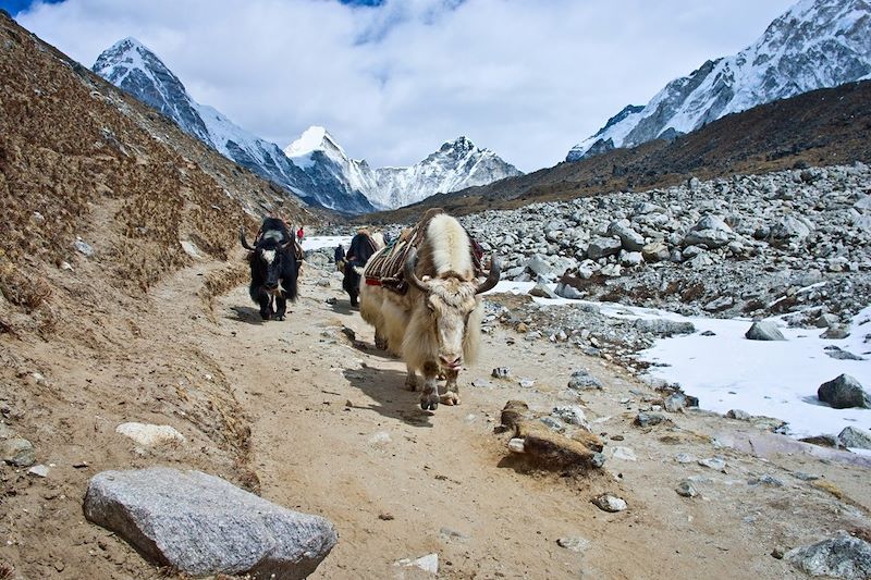 Yaks en direction de l'Everest base camp - Népal