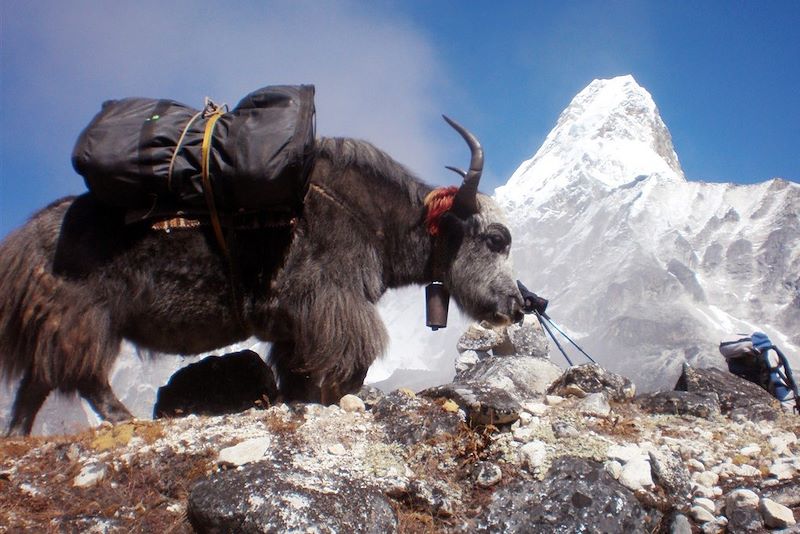 Yak - Népal