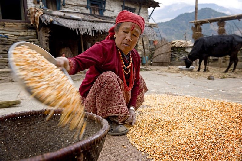 Ghandruk - District de Kaski - Annapurna - Himalaya - Népal