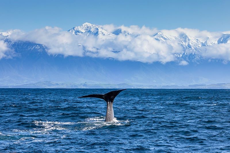 Observation des cétacés à Kaikoura - Île du Sud - Nouvelle-Zélande