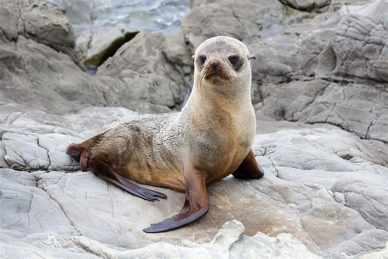 Bébé lion de mer - Kaikoura - Nouvelle Zélande