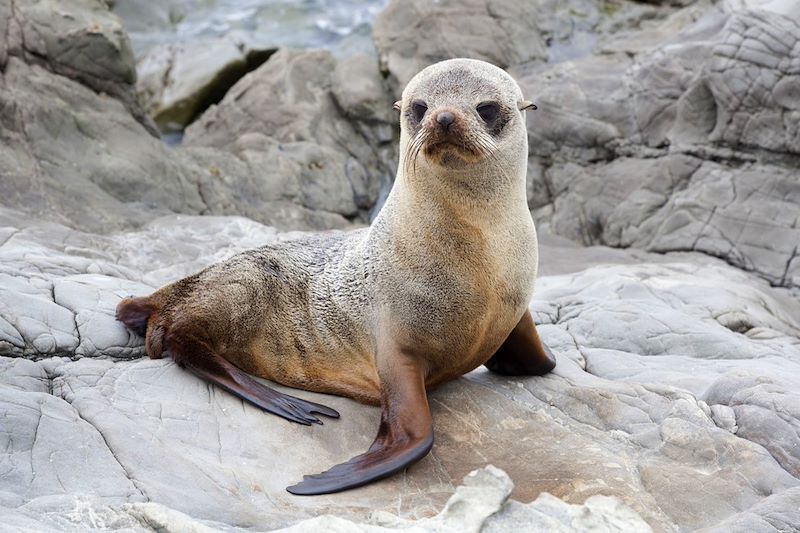 Bébé lion de mer - Kaikoura - Nouvelle Zélande