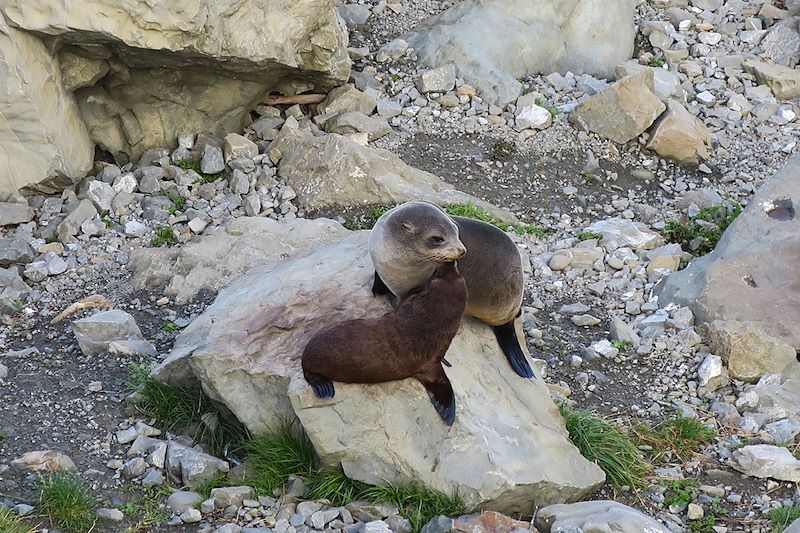 Phoques sur une plage de Kaikoura - Nouvelle-Zélande