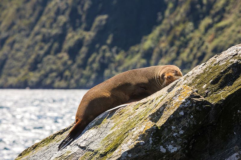 Otarie à Milford Sound - Southland - Nouvelle-Zélande