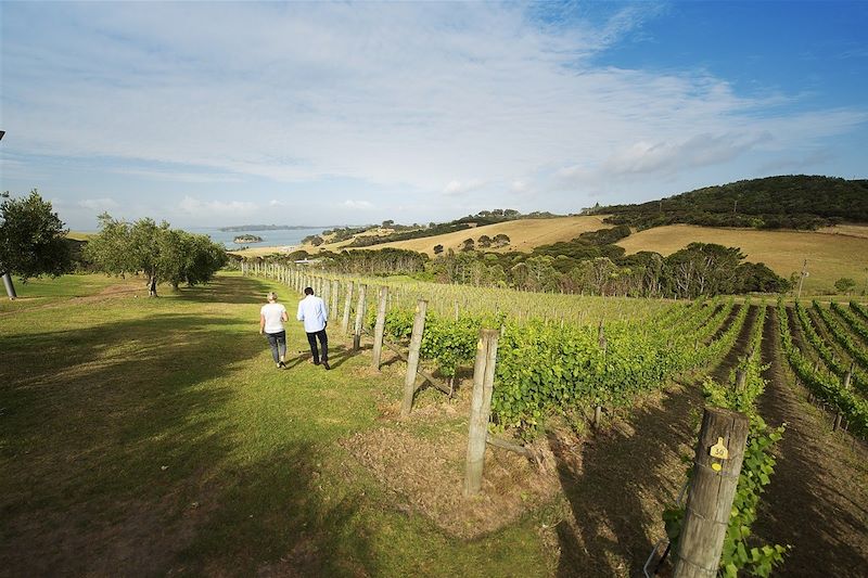 Vignobles de l'île de Waiheke - Auckland - Nouvelle-Zélande