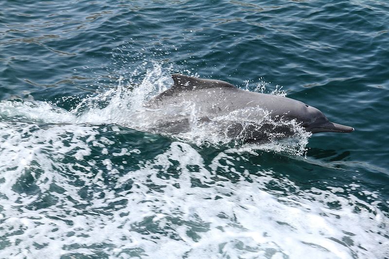 Dauphin au Musandam - Oman