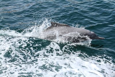 Kayak au Musandam et merveilles d'Ormuz 4