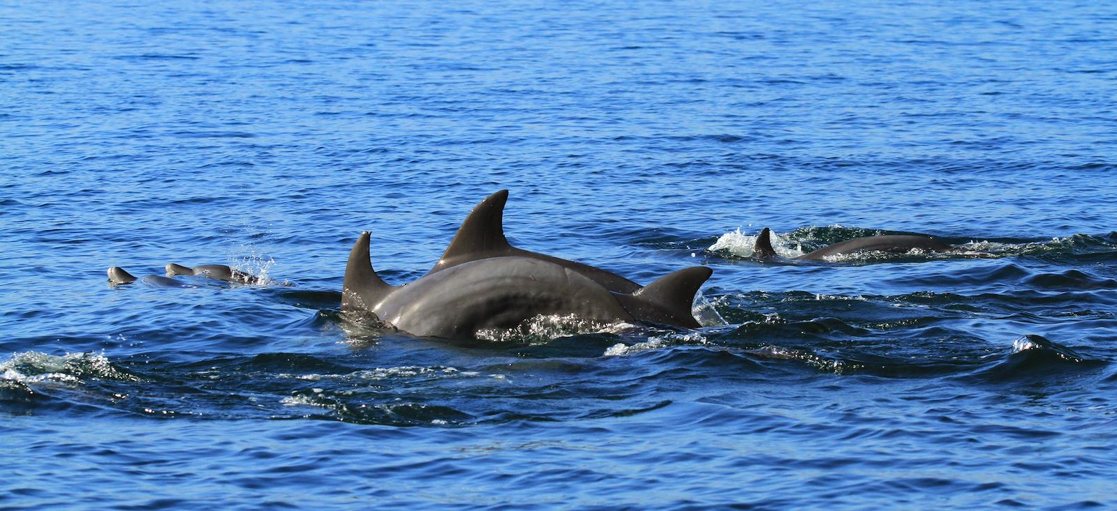 Image Kayak au Musandam et merveilles d'Ormuz
