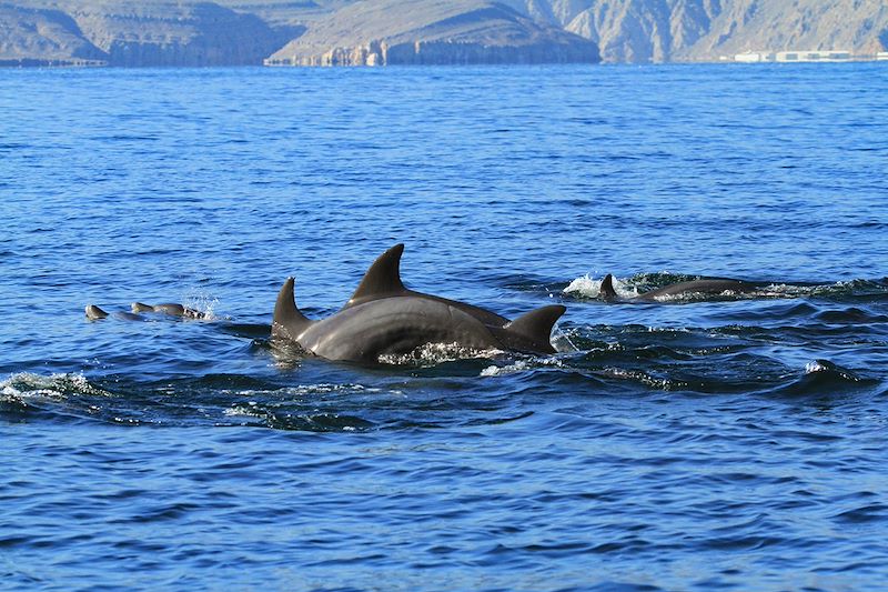 Cétacés - Musandam - Oman