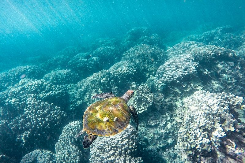 Fonds marins à Oman